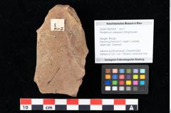 Foto (Objekt + Etikett) von Peridermium palaeopini Ettingshausen (NHMW-GEO-2024-0188-0004)